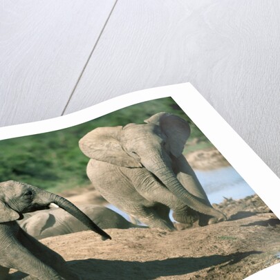 Elephants near a Water Hole by Corbis