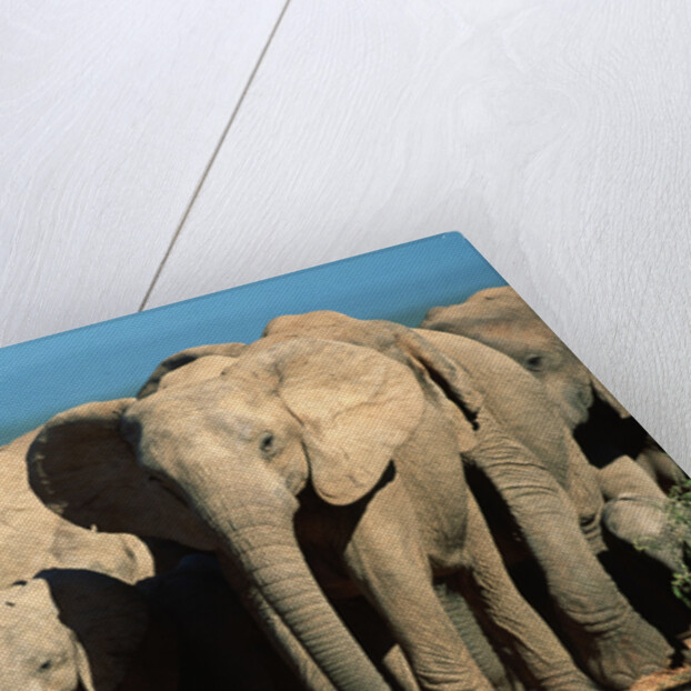 Elephant Herd on a Dirt Road by Anonymous