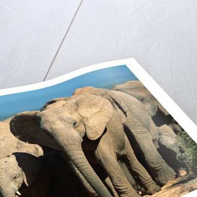 Elephant Herd on a Dirt Road by Anonymous