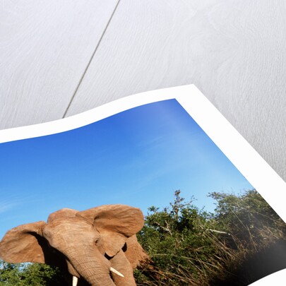 Angry Elephant Emerging from the Forest by Anonymous