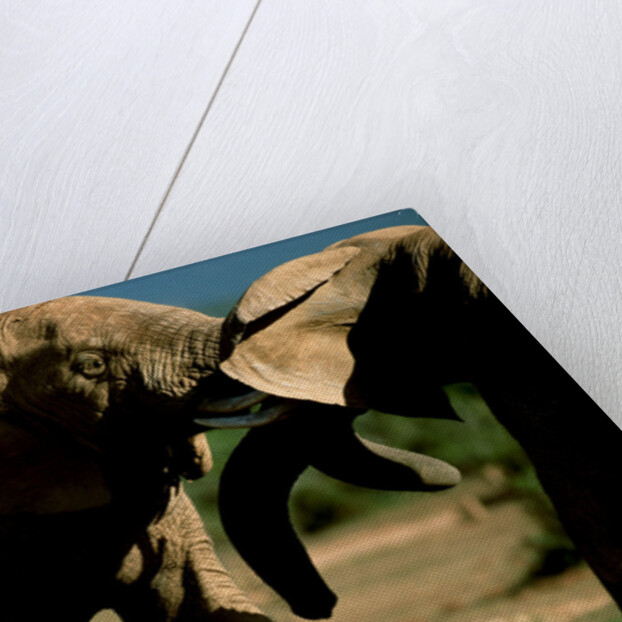 Elephants near a Water Hole by Anonymous
