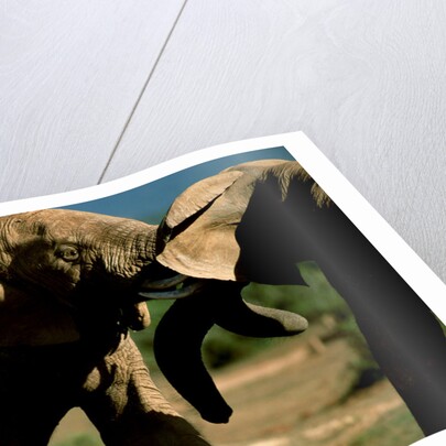 Elephants near a Water Hole by Anonymous