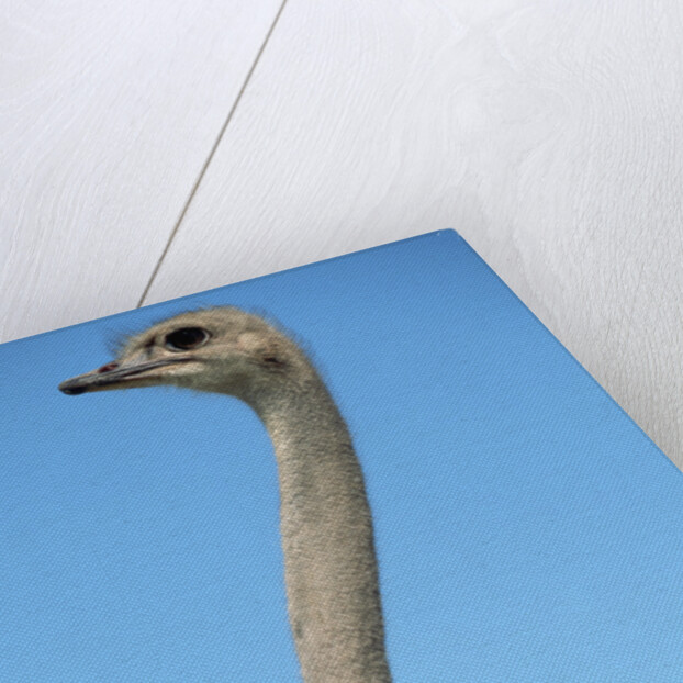 Head and Neck of Ostrich by Anonymous