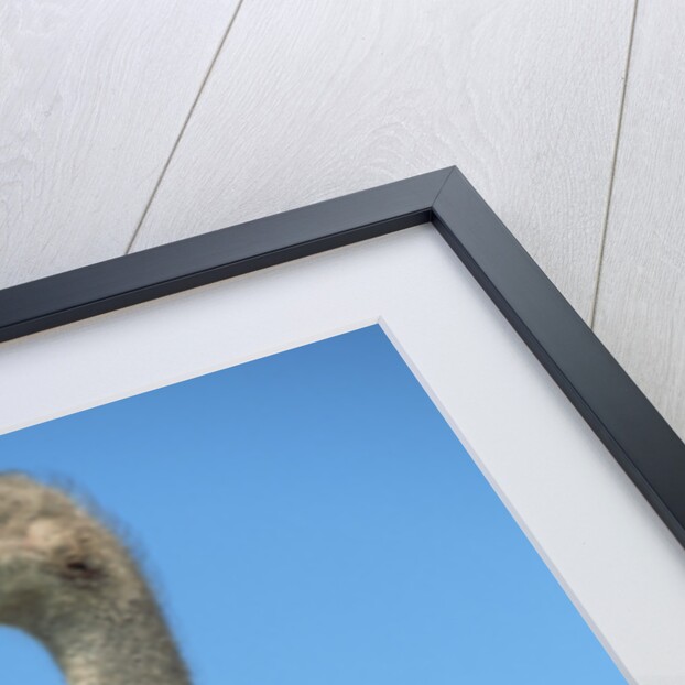Head and Neck of Ostrich by Anonymous