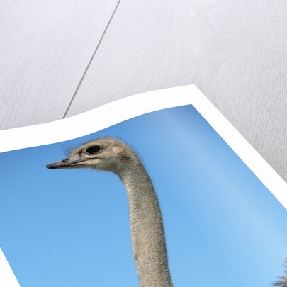 Head and Neck of Ostrich by Anonymous