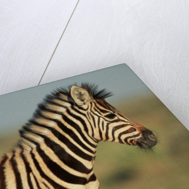 Plains Zebra at Sunset by Anonymous