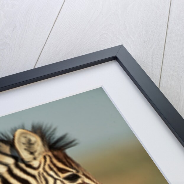 Plains Zebra at Sunset by Anonymous