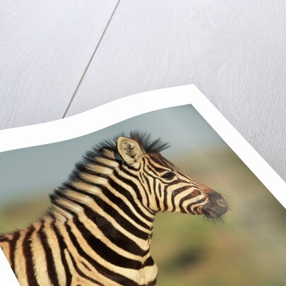 Plains Zebra at Sunset by Anonymous