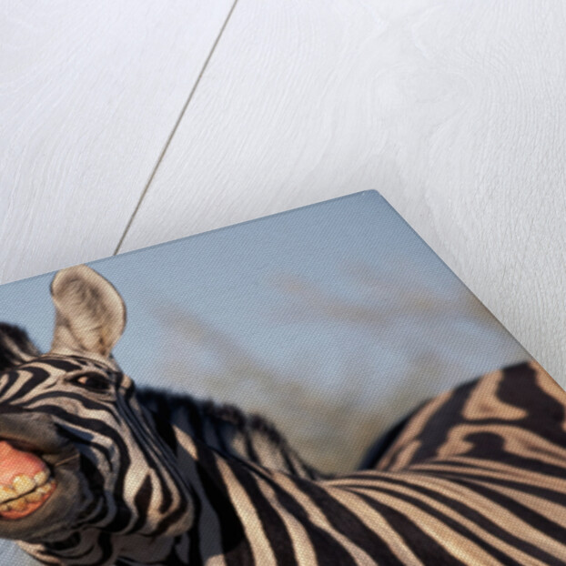 Plains Zebra Baring Its Teeth by Anonymous