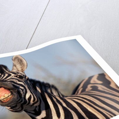 Plains Zebra Baring Its Teeth by Anonymous