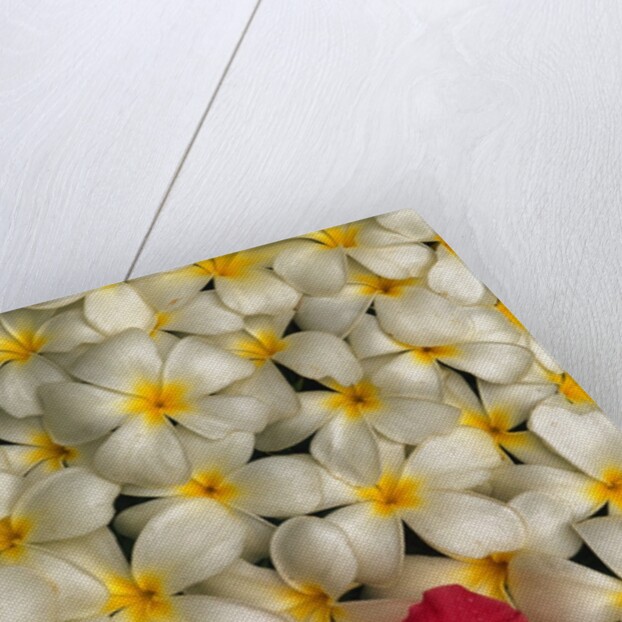 Hibiscus and Plumeria Blooms by Anonymous