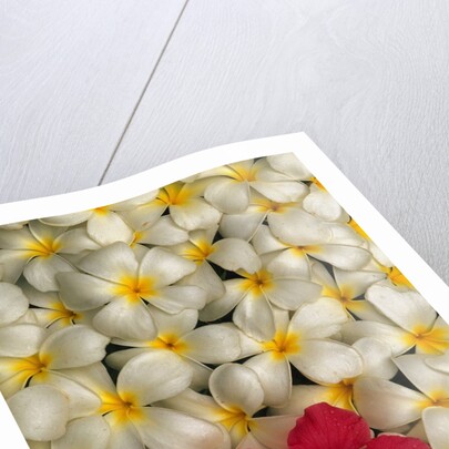 Hibiscus and Plumeria Blooms by Anonymous