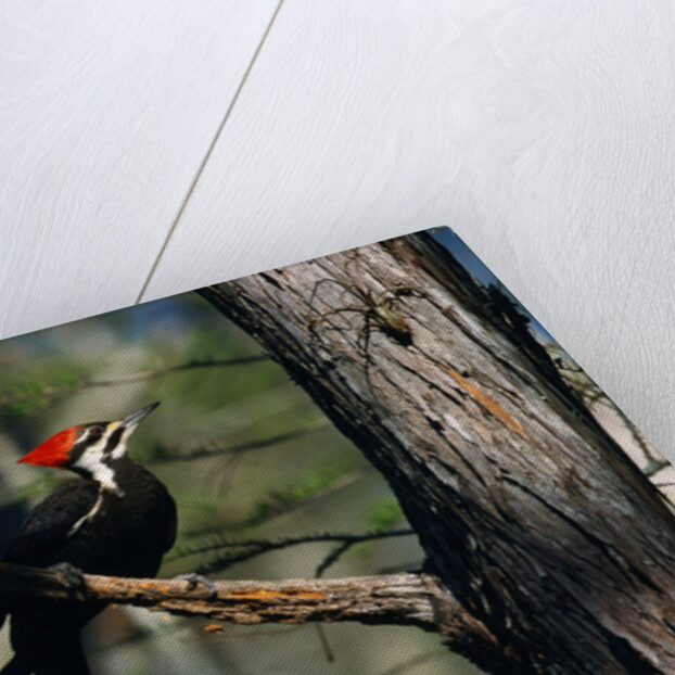 Pileated Woodpecker on Cypress Tree Branch by Anonymous