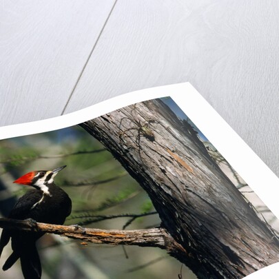 Pileated Woodpecker on Cypress Tree Branch by Anonymous