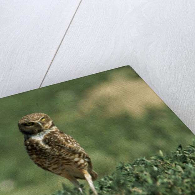 Female Burrowing Owl with 2-week-old Chicks by Anonymous