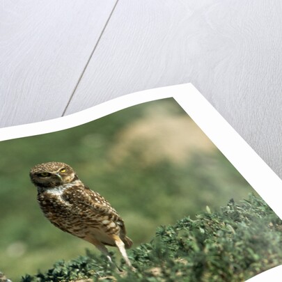 Female Burrowing Owl with 2-week-old Chicks by Anonymous