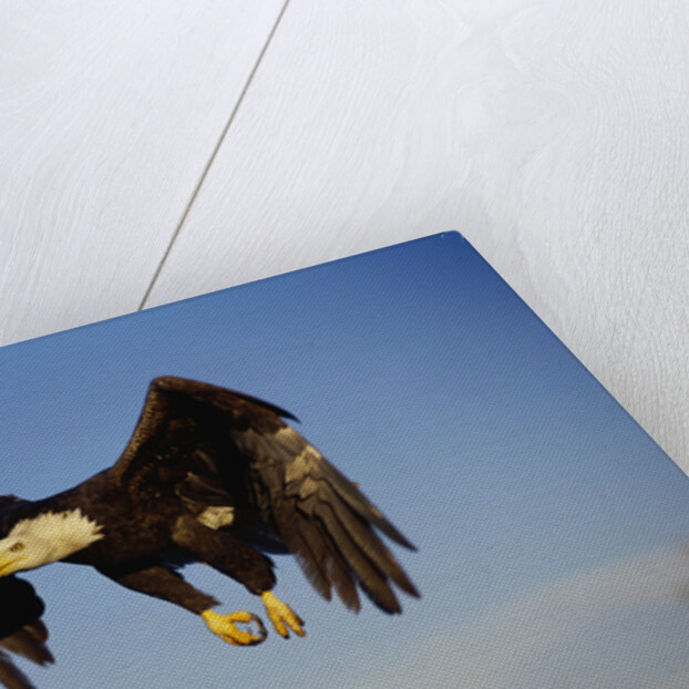 Bald Eagle in Flight by Anonymous