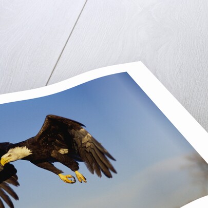Bald Eagle in Flight by Anonymous