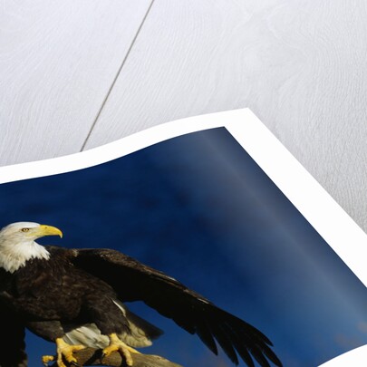 Bald Eagle Landing on a Snag by Anonymous