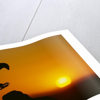 Golden Eagle Silhouette at Sunrise by Anonymous