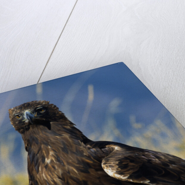 Golden Eagle Clutching Rabbit Kill by Anonymous