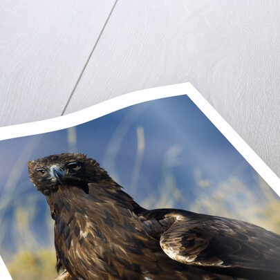 Golden Eagle Clutching Rabbit Kill by Anonymous