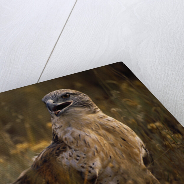 Ferruginous Hawk in Prairie Grass by Anonymous