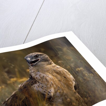 Ferruginous Hawk in Prairie Grass by Anonymous