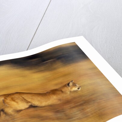 Cougar Chasing Prey Through a Field by Anonymous