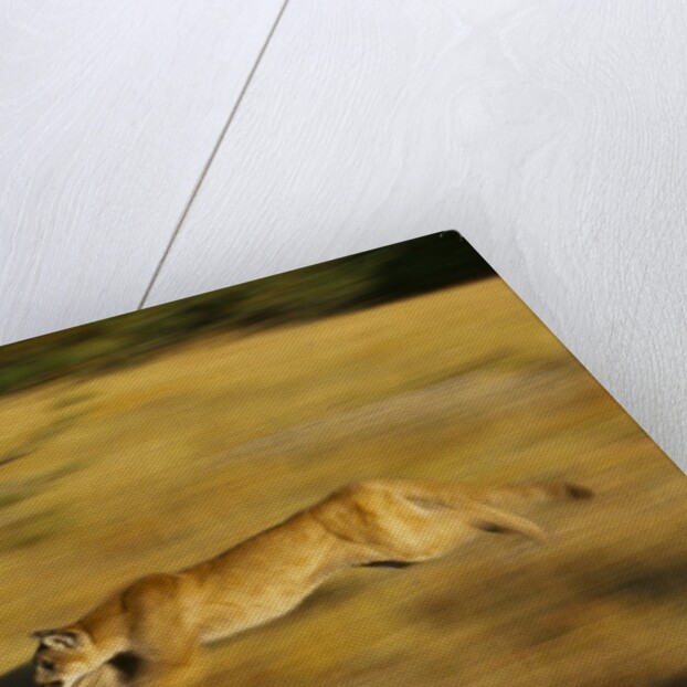 Cougar Chasing Prey Through a Field by Anonymous