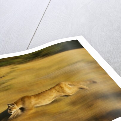 Cougar Chasing Prey Through a Field by Anonymous