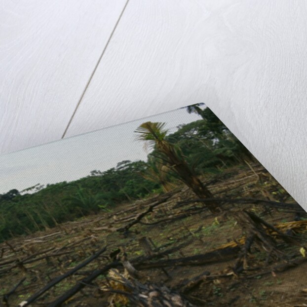 Slash and Burn Agriculture in Peru by Anonymous