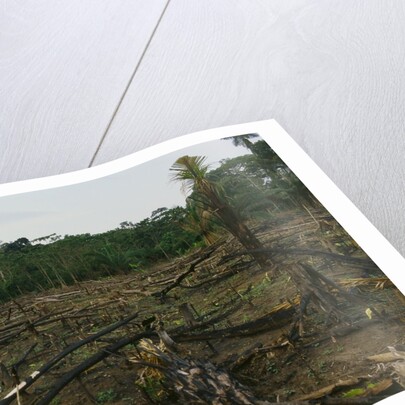 Slash and Burn Agriculture in Peru by Anonymous