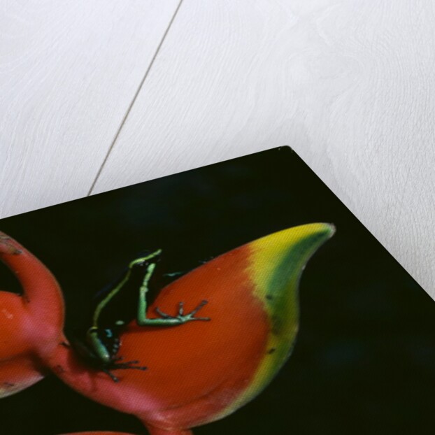 Poison Dart Frog on Haliconia Flower by Anonymous