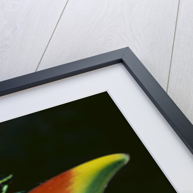 Poison Dart Frog on Haliconia Flower by Anonymous