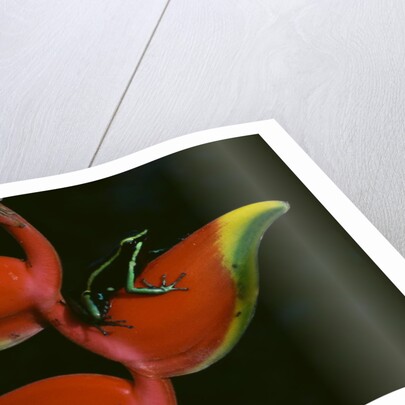 Poison Dart Frog on Haliconia Flower by Anonymous