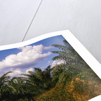 Vegetation at Palm Oil Plantation by Corbis