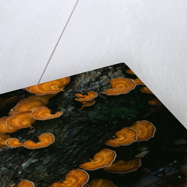 Cup Fungus on Rotting Rainforest Log by Anonymous