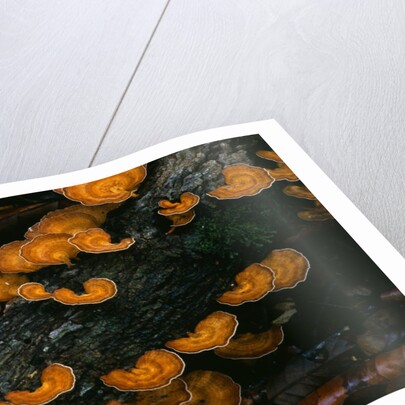 Cup Fungus on Rotting Rainforest Log by Anonymous