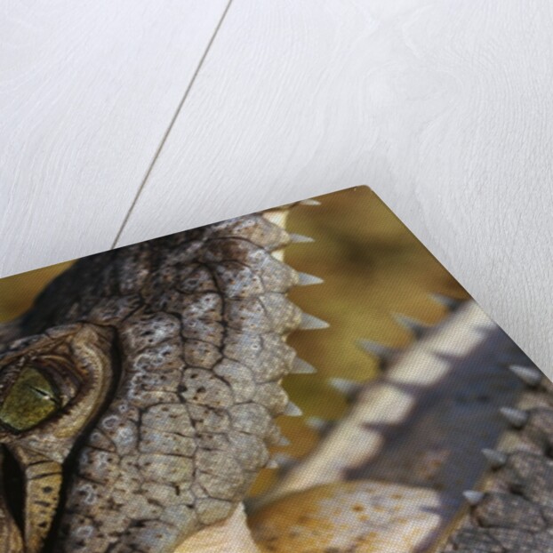 American Crocodile by Anonymous