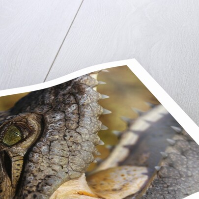 American Crocodile by Anonymous