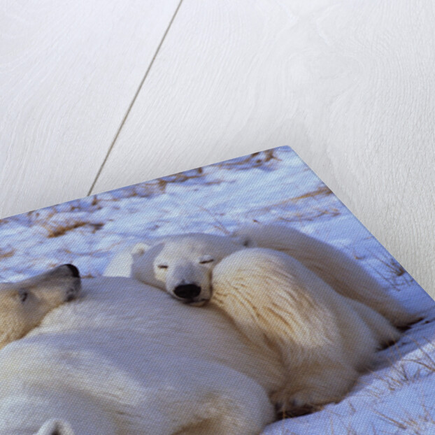 Polar Bear with Cubs by Anonymous