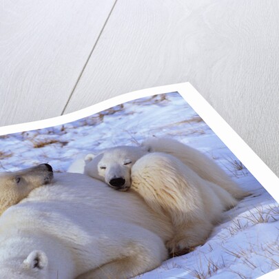 Polar Bear with Cubs by Anonymous