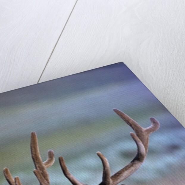 Bull Elk by Anonymous