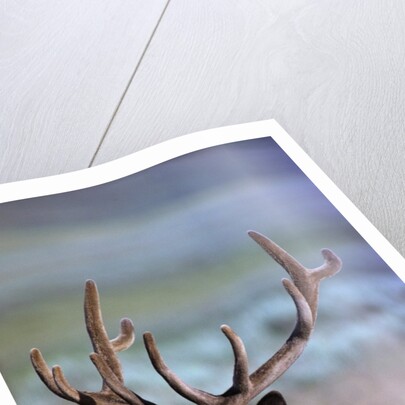 Bull Elk by Anonymous