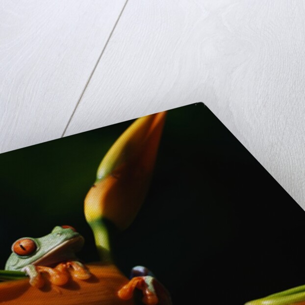Red Eyed Tree Frog on Ginger Plant by Anonymous