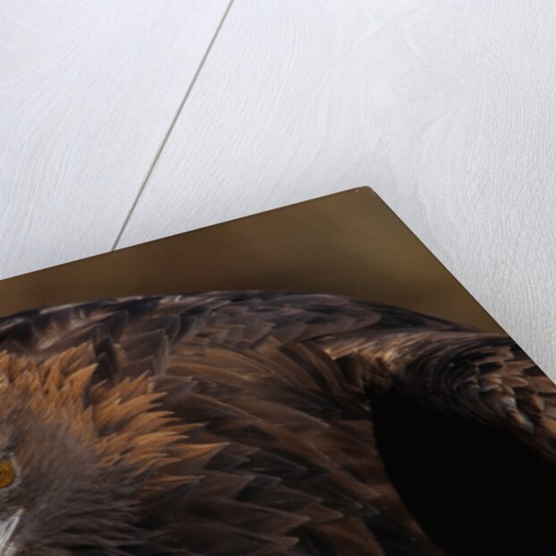 Golden Eagle by Anonymous