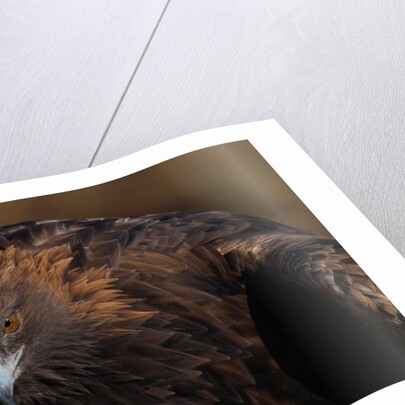 Golden Eagle by Anonymous