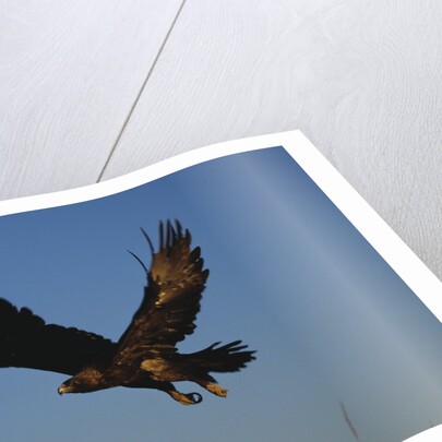 Golden Eagle by Anonymous