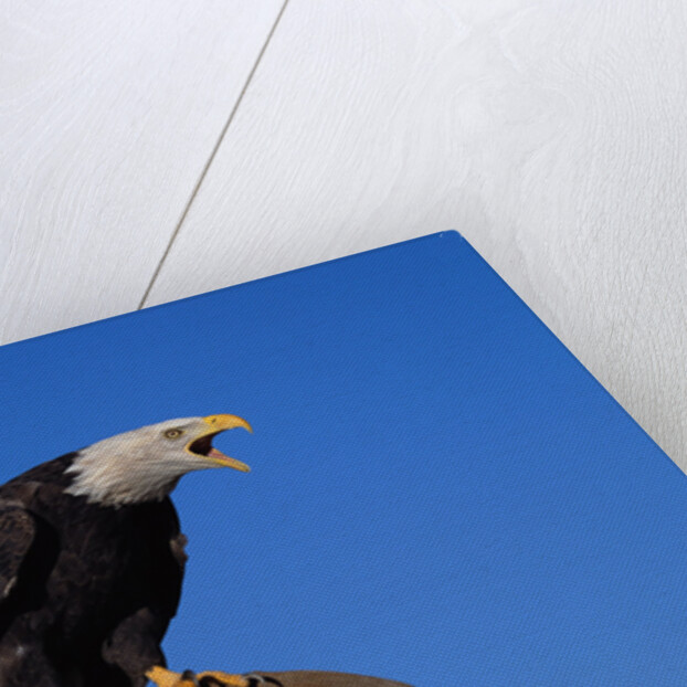 Bald Eagle by Anonymous